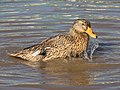 51 Domestic duck bathing and splashing in a pond at golden hour in Don Det Laos - side view uploaded by Basile Morin, nominated by Basile Morin,  10,  0,  0