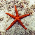 5 Estrella roja del Mediterráneo (Echinaster sepositus), Parque natural de la Arrábida, Portugal, 2020-07-31, DD 79 uploaded by Poco a poco, nominated by Poco a poco,  13,  1,  0