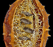 Exocarpo e parte do mesocarpo fibroso removidas, com as sementes aplanadas orientadas horizontalmente ao longo do eixo floral.