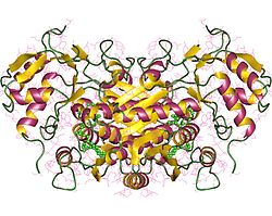 UDP-Glucose-4-Epimerase