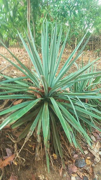 File:Agave de Madagascar.jpg