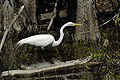 Ardea alba