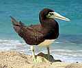 Brown booby