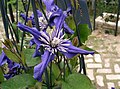 Clematis Integrifolia Group