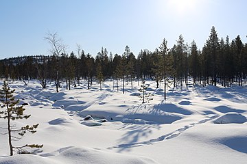 Nature of Inari