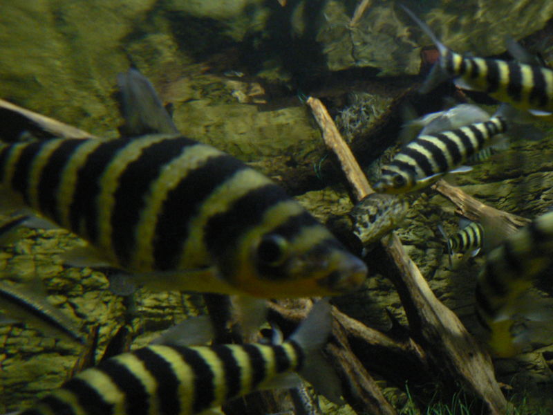 File:Leporinus fasciatus, Pengo.jpg