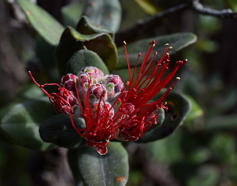 File:Pele's Blossom (24179655850).jpg