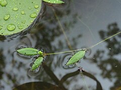 Potamogeton kamogawaensis.JPG