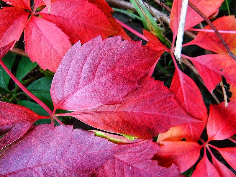 File:Ruck - Photo by Giovanni Ussi - Foliage 25.jpg