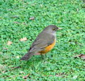 Rufous-bellied thrush