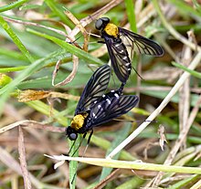 Chrysopilus thoracicus