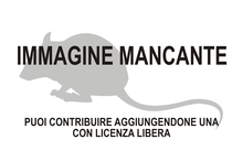 Immagine di Rattus detentus mancante