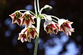 Allium siculum