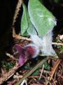 Asarum europaeum