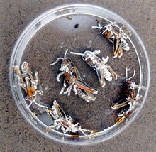 Two dead grasshoppers with a whitish fuzz growing on them