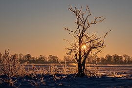 Dülmen, Hausdülmen, eisbedeckter Strauch -- 2021 -- 5033-7