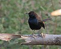 Male; Sindhrot, Vadodara, Gujarat, India