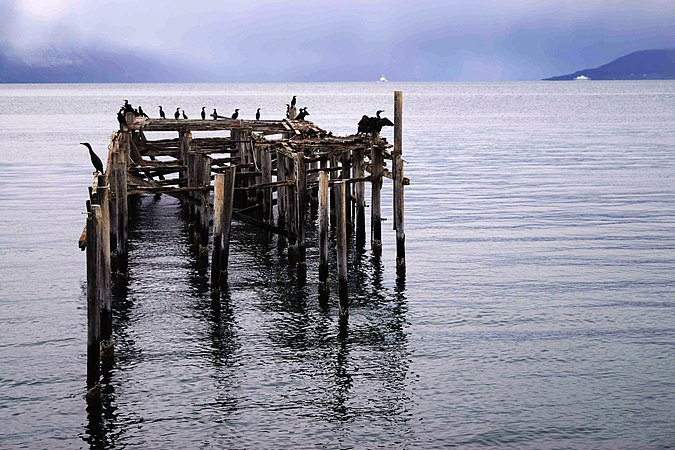 Jøvik and Great cormorants near Ullsfjorden Troms, Tromsø, Norway. Photograph: Siri Uldal