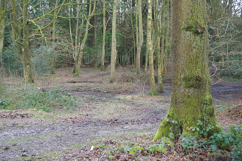 File:Lickey Hills Country Park - geograph.org.uk - 5662860.jpg