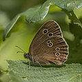 77 Ringlet (Aphantopus hyperantus) underside uploaded by Charlesjsharp, nominated by Charlesjsharp,  21,  0,  0