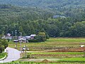 朱鷺が舞い降りる佐渡の田圃