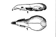 Drawing of shrew skulls