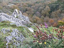 Une vaste forêt s'étend, quelques rochers et des plantes au premier plan.