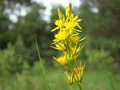 Gelbe Moorlilie (Narthecium ossifragum)