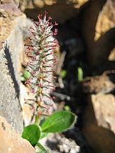 Blooming flowers