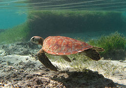 Tortue verte immature (Chelonia mydas).