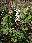 Corydale creuse (Corydalis cava) ; sous-bois, par endroits, au début du printemps avant l'apparition des feuilles. Existe en mauve et blanc.