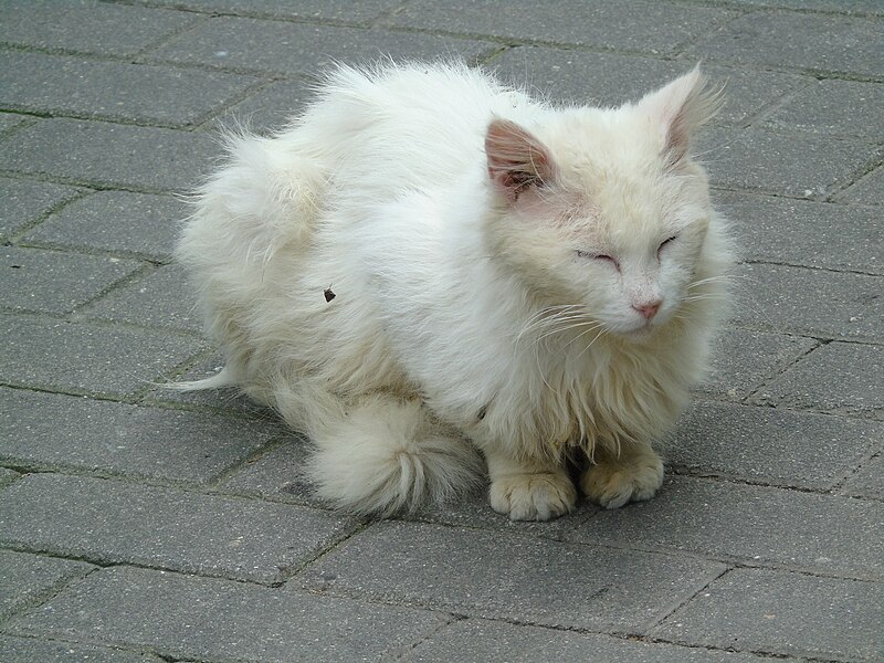 File:Felis silvestris catus.017 - Ribadeo.jpg