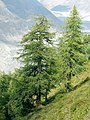 Image 7European larch (Larix decidua), a coniferous tree which is also deciduous (from Tree)