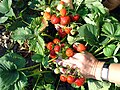 A strawberry plant