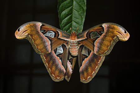 Attacus taprobanis-Kadavoor-2018-07-13-001