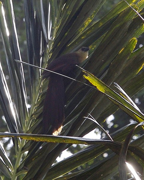 File:Bay Coucal (Centropus celebensis ) - Flickr - Lip Kee.jpg