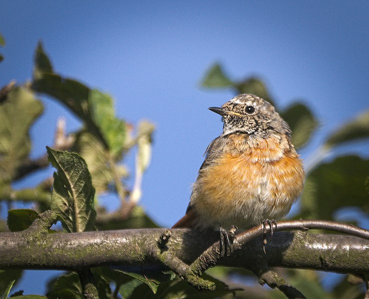 File:Common redstart (37098369064).jpg