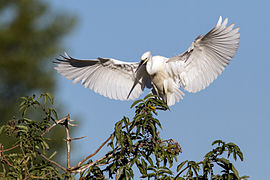 Aigrette garzette