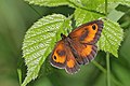 12 Gatekeeper (Pyronia tithonus) male 2 uploaded by Charlesjsharp, nominated by Charlesjsharp,  18,  0,  0