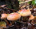 Hypholoma lateritium