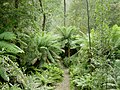 Image 48Temperate rainforest in Tasmania's Hellyer Gorge (from Forest)