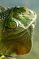 Iguane vert