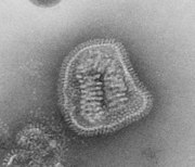 Influenza virus