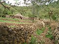 Ashangi basalts in Gumuara.