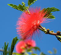 Calliandra Flower