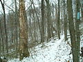 Winter View of the Trail in Tar Hollow State Forest