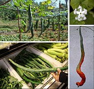 Trichosanthes cucumerina var. anguina comsome-se imaturo, como verdura de estação, a sua polpa madura como substituto do tomate. Flor com pétalas a desabrochar.