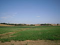 Alfalfa (Medicago sativa) field near Brolio