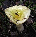 Russula postiana sin. olivascens