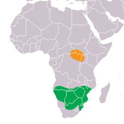 Distribución del rinoceronte blanco, naranja: C. s. cottoni, verde: C. s. simum.